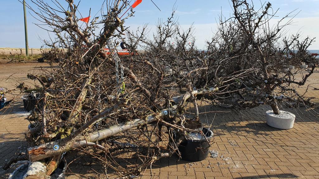 Afgedankte perenbomen